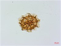 藏品(薄葉鐵角蕨)的圖片