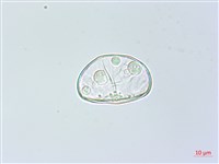 藏品(雙扇蕨)的圖片