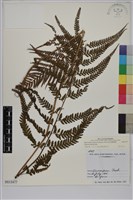 藏品(粗毛鱗蓋蕨)的圖片