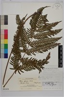 藏品(傅氏鳳尾蕨)的圖片