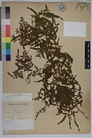 藏品(海金沙)的圖片