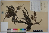 藏品(菲律賓厚葉蕨)的圖片