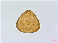 藏品(全緣鳳丫蕨)的圖片