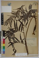 藏品(金狗毛蕨)的圖片