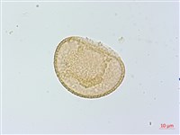 藏品(倉田氏蹄蓋蕨)的圖片