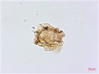 藏品(假耳羽雙蓋蕨)的圖片