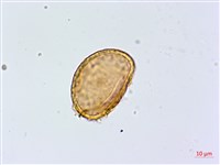 藏品(紫柄蹄蓋蕨)的圖片