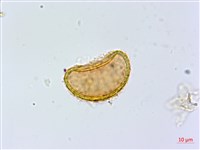 藏品(紫柄蹄蓋蕨)的圖片