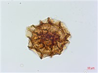 藏品(綠柄鐵角蕨)的圖片