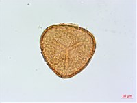 藏品(全緣鳳丫蕨)的圖片