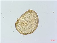 藏品(小葉蹄蓋蕨)的圖片