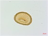 藏品(擬溪谷蹄蓋蕨)的圖片