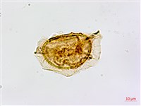 藏品(鱗柄鐵角蕨)的圖片