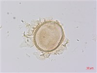 藏品(屏東擬肋毛蕨)的圖片