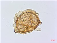 藏品(廣葉深山雙蓋蕨)的圖片