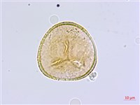 藏品(長蓋鐵線蕨)的圖片