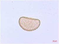 藏品(過溝菜蕨)的圖片