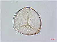 藏品(鬼桫欏)的圖片