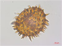 藏品(冷蕨)的圖片