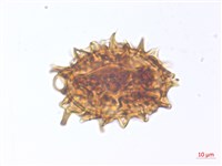 藏品(玉山擬鱗毛蕨)的圖片