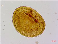 藏品(細裂小膜蓋蕨)的圖片