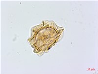 藏品(大葉貞蕨)的圖片