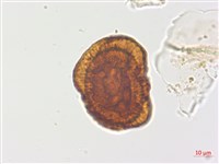 藏品(臺灣腫足蕨)的圖片