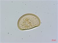 藏品(紅柄蹄蓋蕨)的圖片