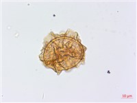 藏品(生芽鐵角蕨)的圖片