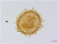藏品(雲南三叉蕨)的圖片