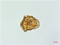 藏品(細葉複葉耳蕨)的圖片