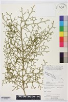 藏品(過山龍)的圖片