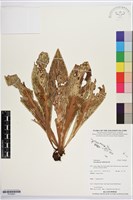 藏品(水芋葉車前、美葉車前蕨)的圖片