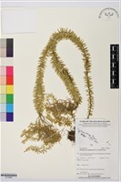 藏品(垂枝石松)的圖片