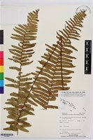 藏品(毛葉腎蕨)的圖片