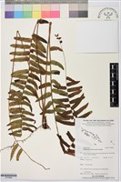 藏品(長葉腎蕨)的圖片