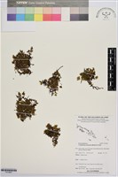 藏品(團扇蕨)的圖片