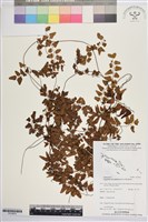 藏品(小葉海金沙)的圖片