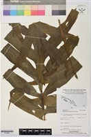 藏品(膜葉星蕨)的圖片