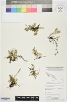 藏品(厚邊蕨)的圖片