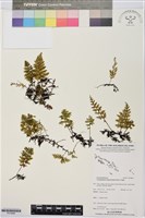 藏品(南洋假脈蕨)的圖片