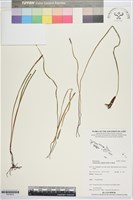 藏品(莎草蕨)的圖片