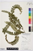 藏品(藤蕨)的圖片