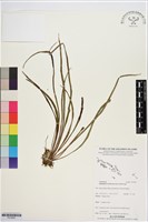 藏品(劍葉書帶蕨)的圖片