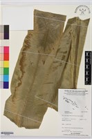 藏品(臺灣山蘇花)的圖片