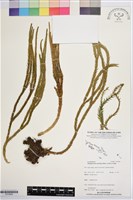 藏品(覆葉石松)的圖片