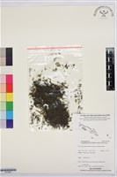 藏品(柯氏假脈蕨、假脈蕨)的圖片