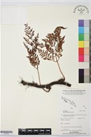 藏品(闊葉骨碎補)的圖片