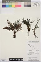 藏品(線片長片蕨)的圖片