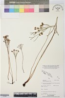 藏品(分枝莎草蕨)的圖片